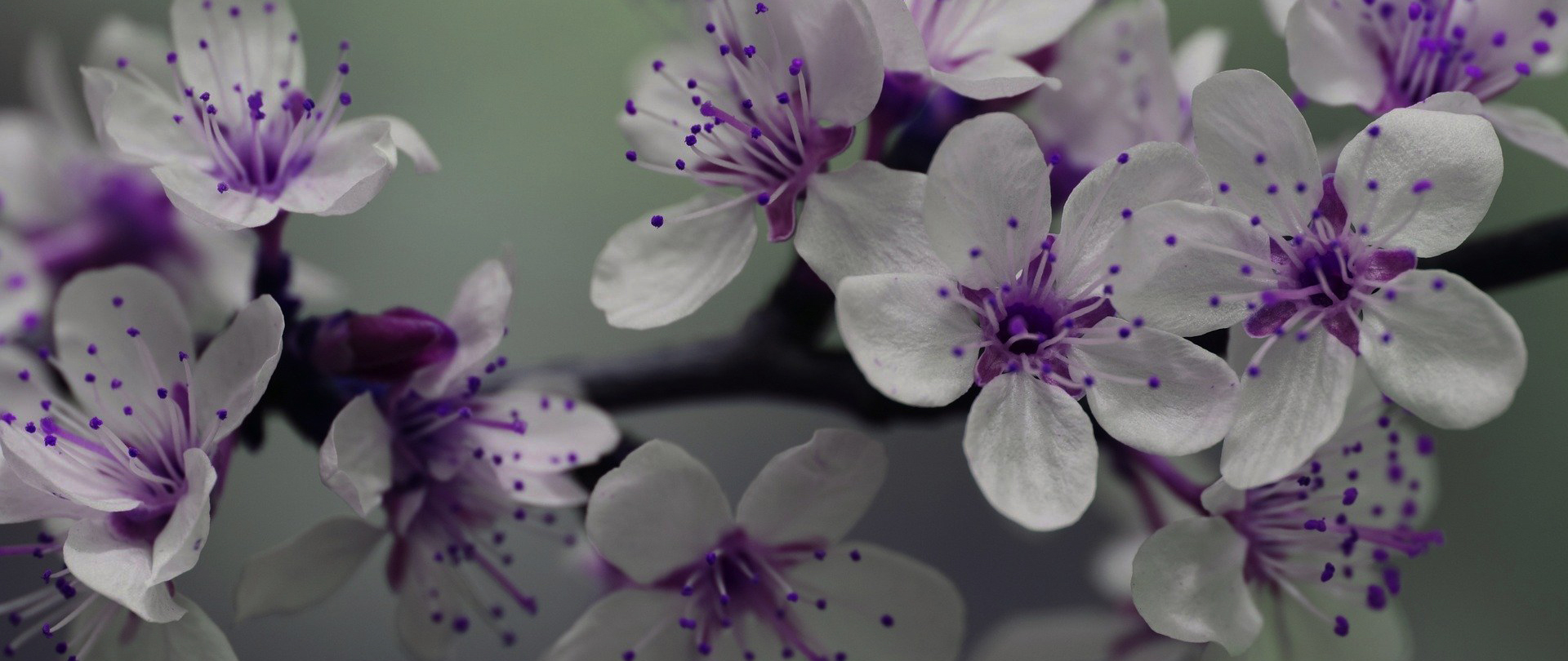 /media/0iuorydo/purple-flowers-839594_1920_inspiredimages-via-pixabay_dark2.jpg